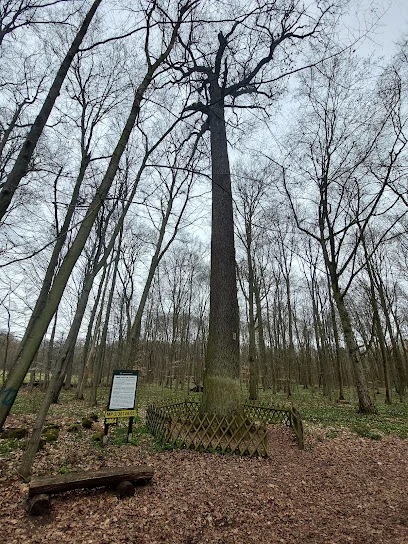 Dąb „Korfanty” (w Rezerwacie Dębina)