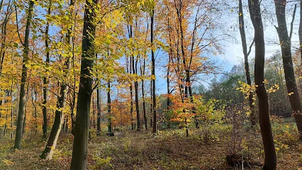 Rezerwat Dębina